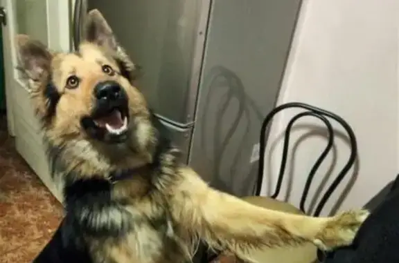 Найдена собака в Республике Крым.