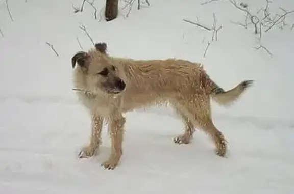 Пропала собака в лесопарке Щёлоковский Хутор