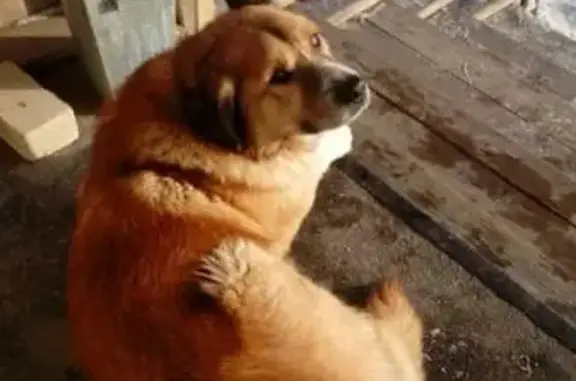 Собака найдена в Пензе, Железнодорожный район.