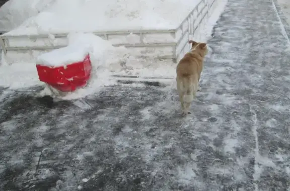 Найдена собака в Чертаново Центральное, ул. Красного Маяка.