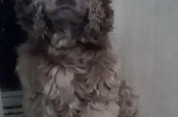 Собаки потеряшки, Тонкино, фото: Потеряшка собака в Тонкино, следы в р.п.Шаранга