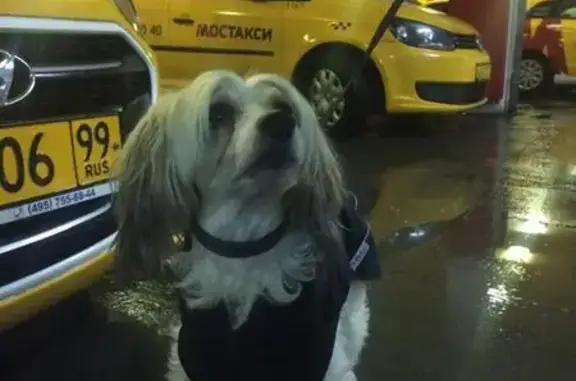Найдена собака на Варшавском шоссе, помогите найти хозяина!