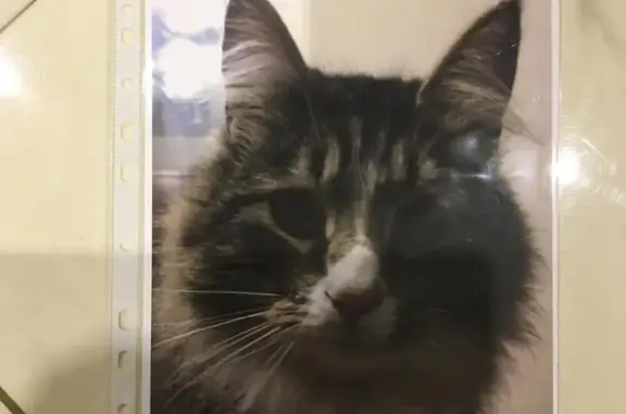 Кошки потеряшки, Удальцово, фото: Потеряшка кошка Кот в Удальцово, Ленинградская область