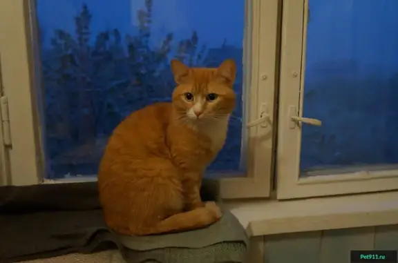 Пропала кошка на Сиреневой, Щёлково 09.02.17