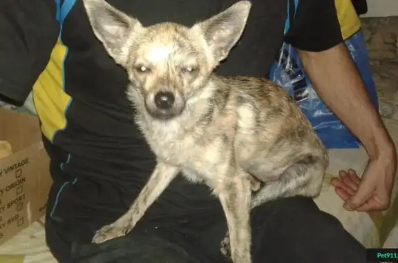 Собака-пинчуа найдена в Каргате (Новосибирская область)