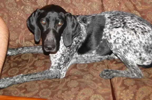 Собаки потеряшки, Зеленоградский городской округ, фото: Потеряшка собака в Зеленоградске, Малиновка, 17.02.2018