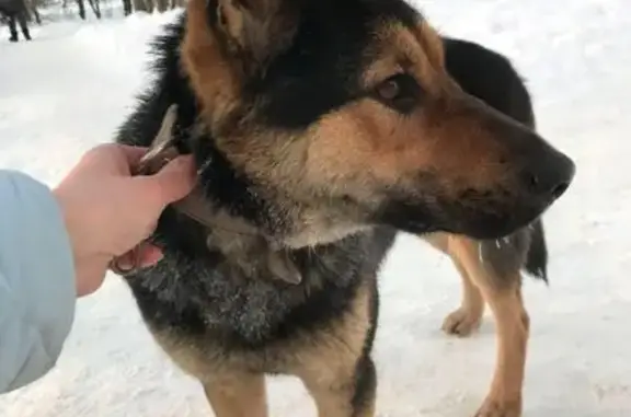 Найдена собака в Одинцово, ищем хозяев!