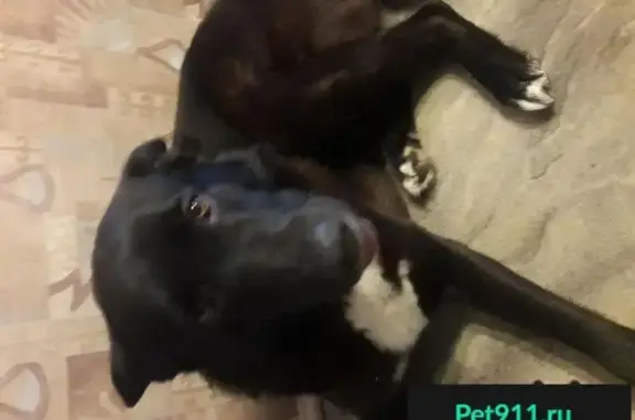 Пропала собака, найден черный пес на ул. Правды, Невского