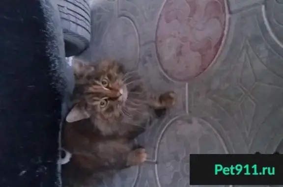 Пропала и найдена трехцветная кошка в Славянске-на-Кубани