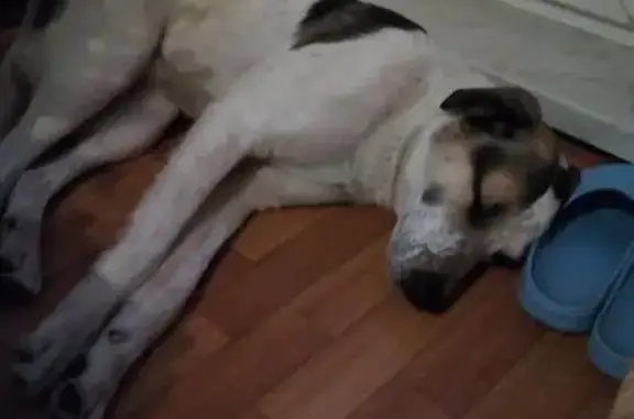 Пропала собака в Подольске