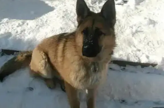 Найдена собака в военном городке 