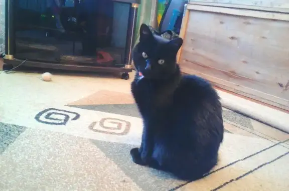 Кошки потеряшки, Вяземский, фото: Потеряшка кот Маврик на Вяземской жд станции 18.02.18