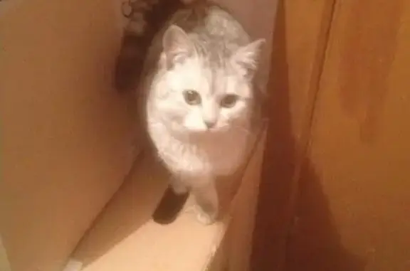 Пропала кошка, найдена в Приволжье