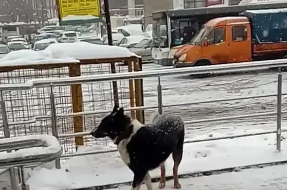 Потерянный пес у жд станции Мытищи на ул. Академика Каргина