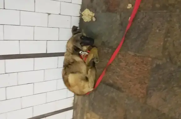 Собака найдена в метро Проспект Вернадского