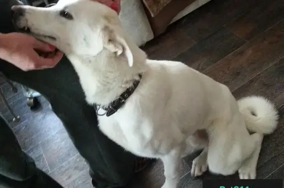 Объявления о пропавших и найденных животных, Левошево, фото: Найден молодой пес в Левошево, Московская область (46Н-12627)