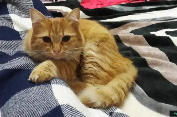 Пропала рыжая кошка Соня в Феодосии