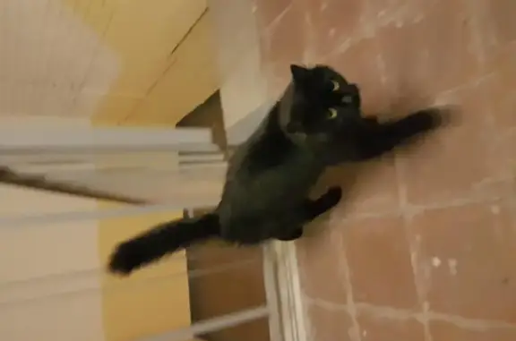 Найдена черная пушистая кошка в СПб