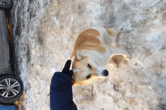 Собака Рыжий найдена на Береговой ул. 1, Усть-Курдюм.