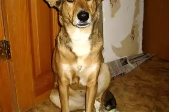 Найдена ласковая стерилизованная собака в Ижевске