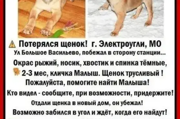 Пропал щенок на ул. Большое Васильево, г. Электроугли, МО