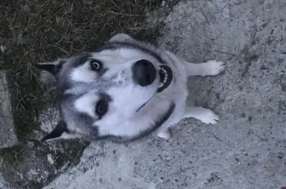 Найдена собака в Сочи, Краснодарский край