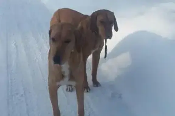 Найдены две гончие собаки в военном городке, за Виданами.