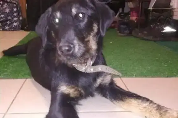 Пропала собака, найдена в районе ЗИП, Невинномысск.