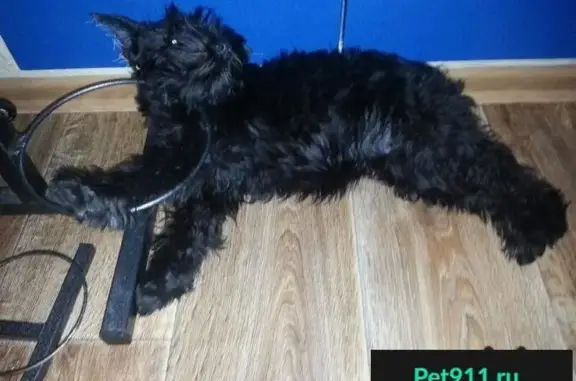 Пропала собака в Дзержинском районе, Новосибирск