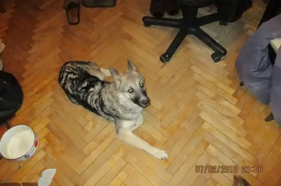 Найдена собака в Левобережном р-не, Москва