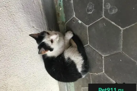 Найден черно-белый кот в 3-м микрорайоне