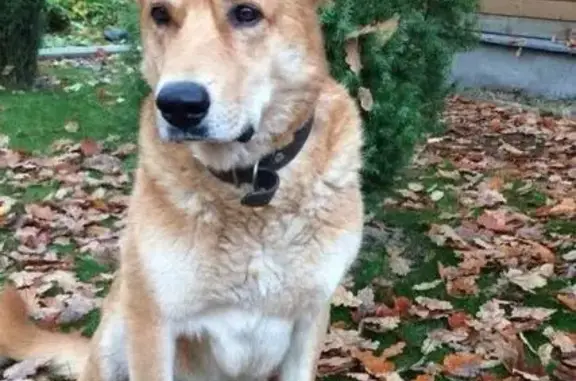 Собака Ники пропала в Жаворонках, Одинцовский район