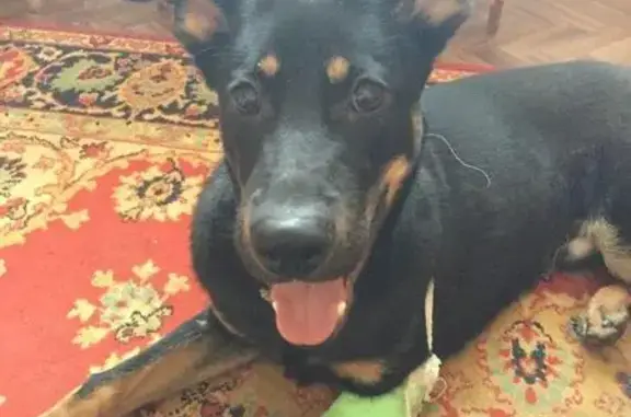 Найдена собака с зеленым ошейником в Волжском