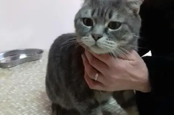 Кошка-кот найден на улице Ухтомского, 28