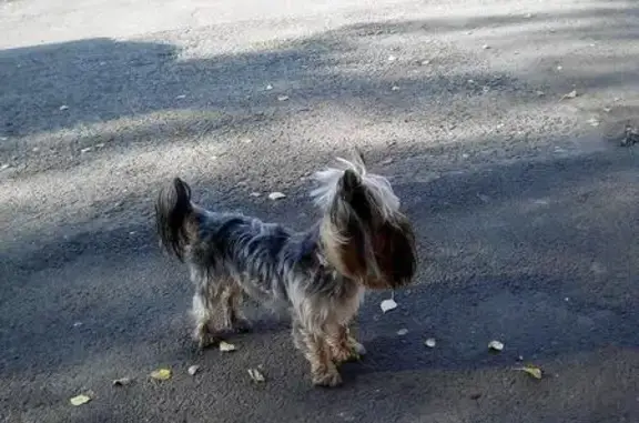 Пропала собака на улице Дружбы 3, Новокузнецк