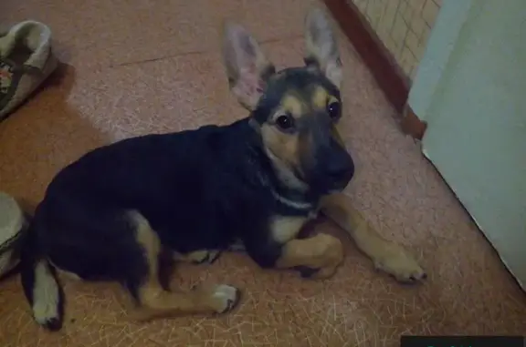 Пропавшая собака найдена в Балаково