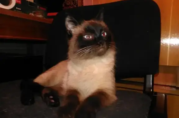 Найден кот в Тюмени, Полевая 27
