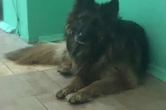 Найдена собака в Балашихе, МО на ул. Заречной