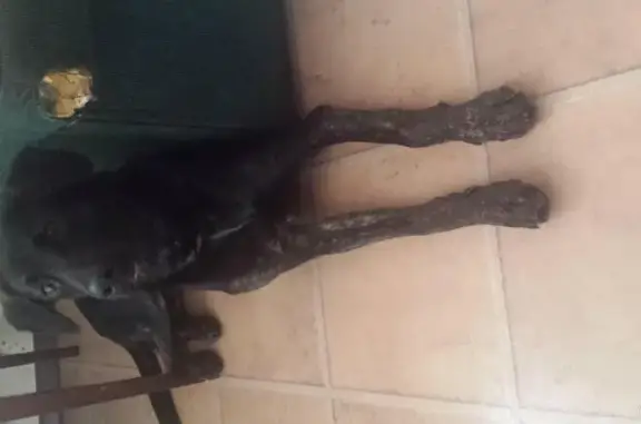Пропала собака в Дедовске на Московской улице