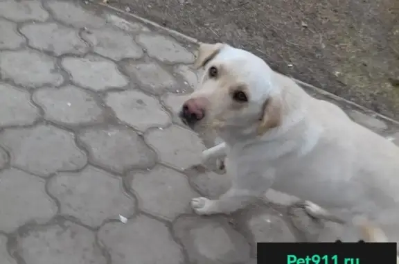 Пропала собака на улице Молодежной в Камызяке