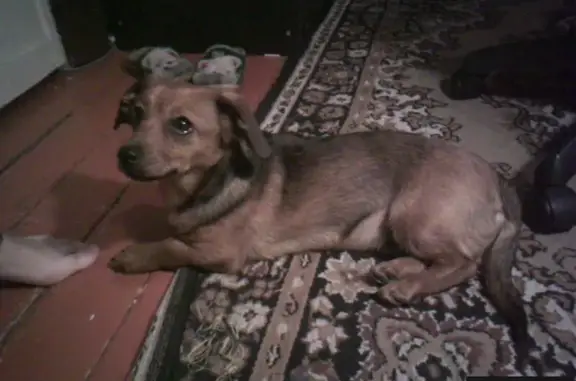 Найден рыжий пес на ул. Дружбы 19 в Магнитогорске