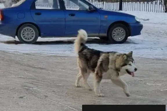 Пропала собака Спайк на ул. Фурманова, Уфа