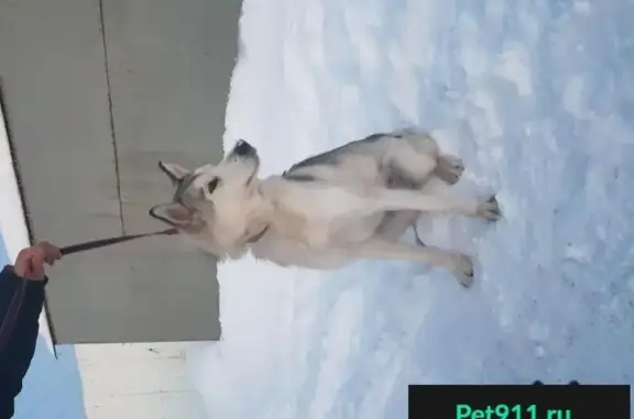 Найдена собака на трассе Самара-Тольятти, ищем хозяина