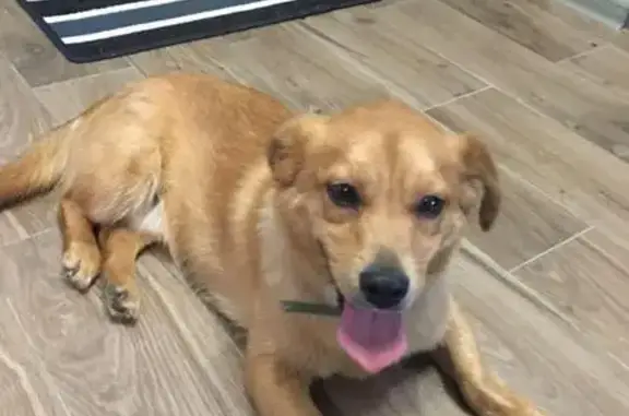 Найдена рыжая собака в Балабаново, Калужская область