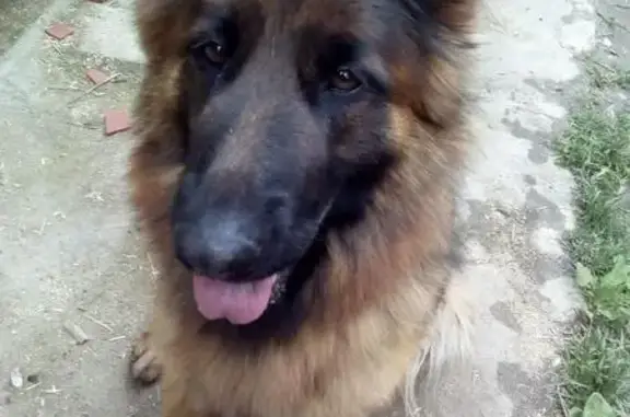 Пропала собака на 1-й Бутырской, Солнечногорск