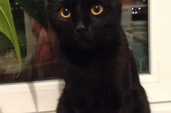 Найден черный кот в Санкт-Петербурге на пр. Наставников