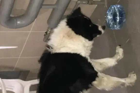 Собака найдена у ворот в Московской области