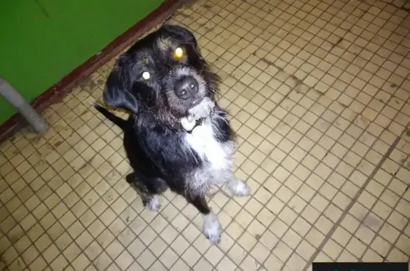 Найдена собака в Гатчине!