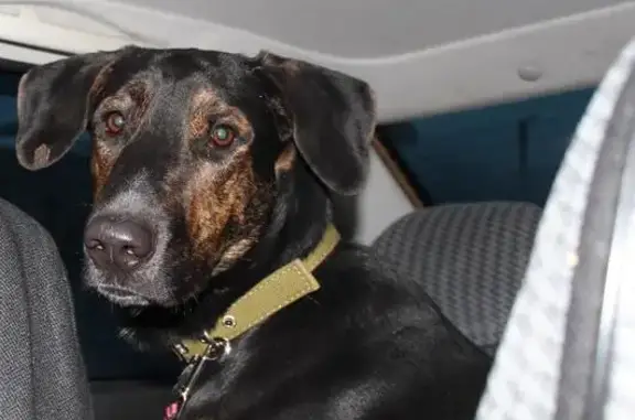 Собака найдена на ГГМ в Нижнем Тагиле