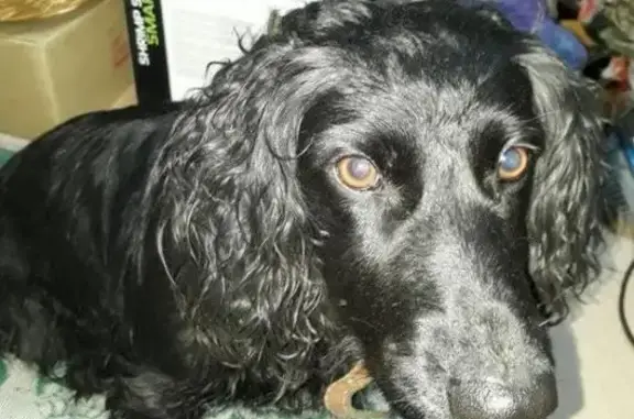 Пропала собака, найдена в Калининграде